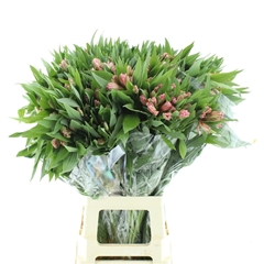 Alstroemeria Primadonna 80cm 65gr.