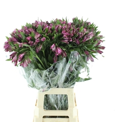 Alstroemeria Floriano 80cm 50gr.