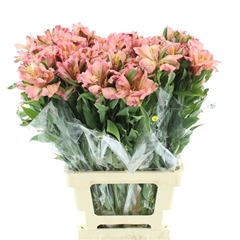 Alstroemeria Fashionista Couture 75cm 35gr.