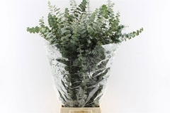 Eucalyptus Baby Blue Per Bunch 80cm 200gr.
