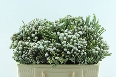 Brunia Laevis 50cm