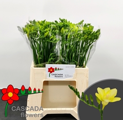 Freesia Single Sunny Beach 40cm 10gr.