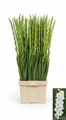 Gladiolus Mont Blanc 100cm 25gr.