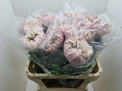 Chrysanth Single Vienna Salmon 80cm 145gr.