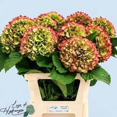 Hydrangea Verena Classic 80cm 20-22cm Hd
