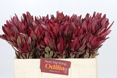 Leucadendron Jester 50cm
