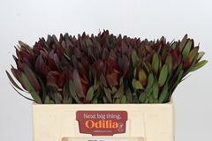 Leucadendron Safari Sunset 50cm