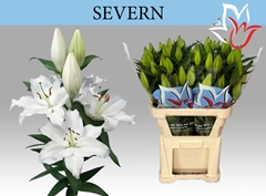 Lily Oriental Severn 100cm 5+