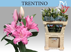 Lily Oriental Trentino 85cm 5+