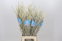 Amaranthus Lividus Yearming Desert 80cm
