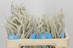 Amaranthus Lividus Yearming Desert 50cm