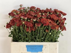 Chrysanth Spray Wendy Red 55cm 45gr.