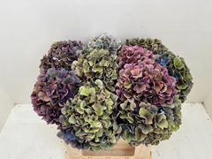 Hydrangea Dazzling Dazzle Classic 50cm 20-22cm Hd