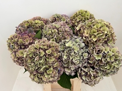 Hydrangea Dazzling Dazzle Classic 80cm 23-25cm Hd