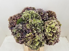 Hydrangea Dazzling Dazzle Classic 60cm 21-23cm Hd