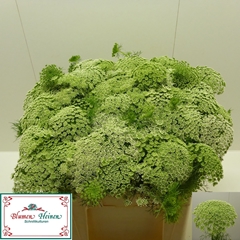 Ammi Visnaga 55cm