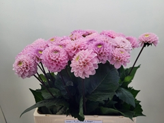 Dahlia Wizard Of Oz 60cm