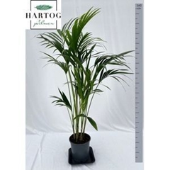 Howea Forsteriana 24Ø 160cm