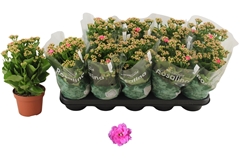 Kalanchoe Double Rosalina Nando Pink 12Ø 27cm