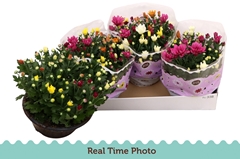 Chrysanth Mix 23Ø 27cm