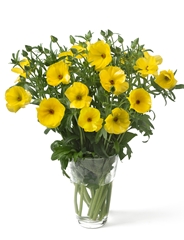Ranunculus Butterfly Phytalos 60cm 35gr.