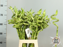 Dracaena Lucky Bamboo 70cm Spiral