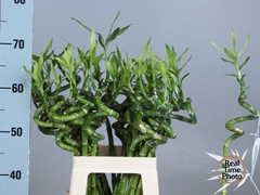 Dracaena Lucky Bamboo 60cm Spiral