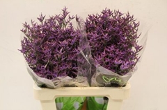 Limonium Safora Dark Blue 60cm 30gr.