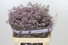 Limonium Safora Oshi Pink 80cm 45gr.