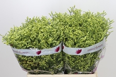 Limonium Sinense China Summer 60cm 20gr.