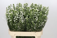 Aster Paquita 80cm 30gr.