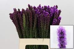 Liatris Callilepis 60cm