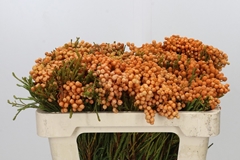 Berzelia Lanuginosa 50cm