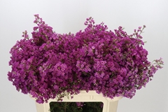 Chamelaucium Ariel 70cm 65gr.