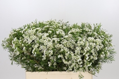 Chamelaucium Grace 55cm 15gr.