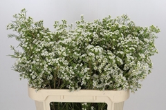 Chamelaucium Grace 70cm 30gr.