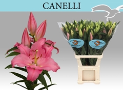 Lily Oriental Canelli 105cm 5+