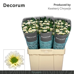 Chrysanth Santini Fabiani White 55cm 40gr.