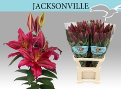 Lily Oriental Jacksonville 100cm 3+