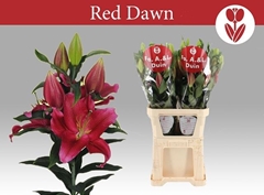Lily Oriental Red Dawn 105cm 6+