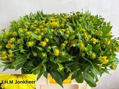 Helenium Kanaria 60cm