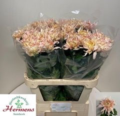 Chrysanth Single Avignon 80cm 90gr.