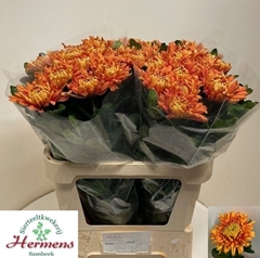 Chrysanth Single Astro 75cm 90gr.