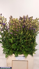 Aconitum Carmichaelii Arendsii 90cm