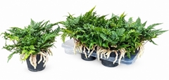 Humata Tyermannii 14Ø 25cm