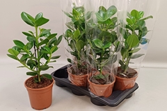Clusia Princess 17Ø 55cm