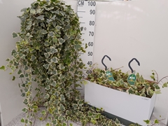 Hedera Helix White Wonder 23Ø 100cm