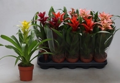 Guzmania Mix 12Ø 40cm