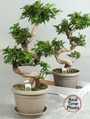 Ficus Microcarpa Ginseng 25Ø 70cm