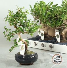 Bonsai Mix 17Ø 35cm